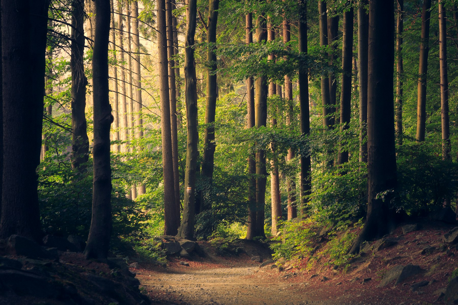 A path through a quiet stand of trees